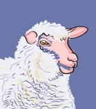 SCHAAP
