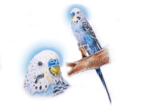 Minotaurus-Vormgeving-parkiet-SUNNY-dierenportret