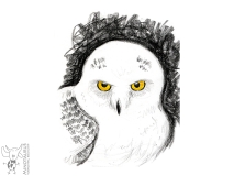 Uil Contékrijt/aquarel