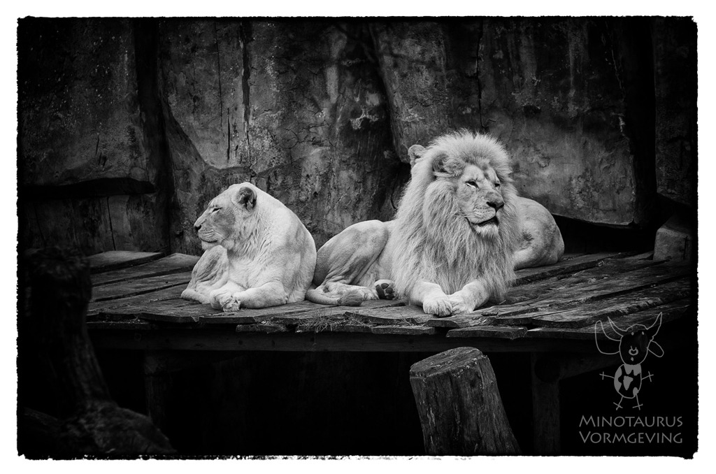 1_Minotaurus-Fotografie-Aziatische-leeuwen