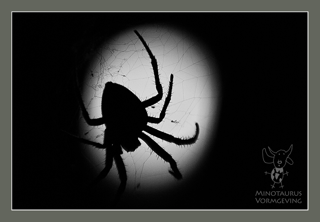 Minotaurus-Fotografie-Spin-in-het-web