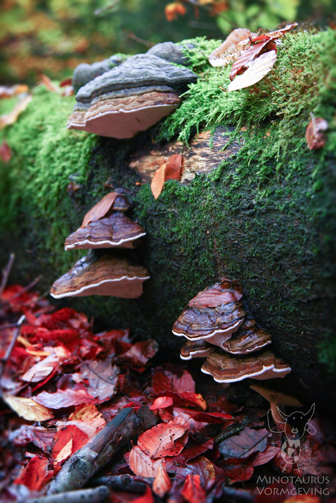 Minotaurus-Fotografie-Zwammen-op-stam