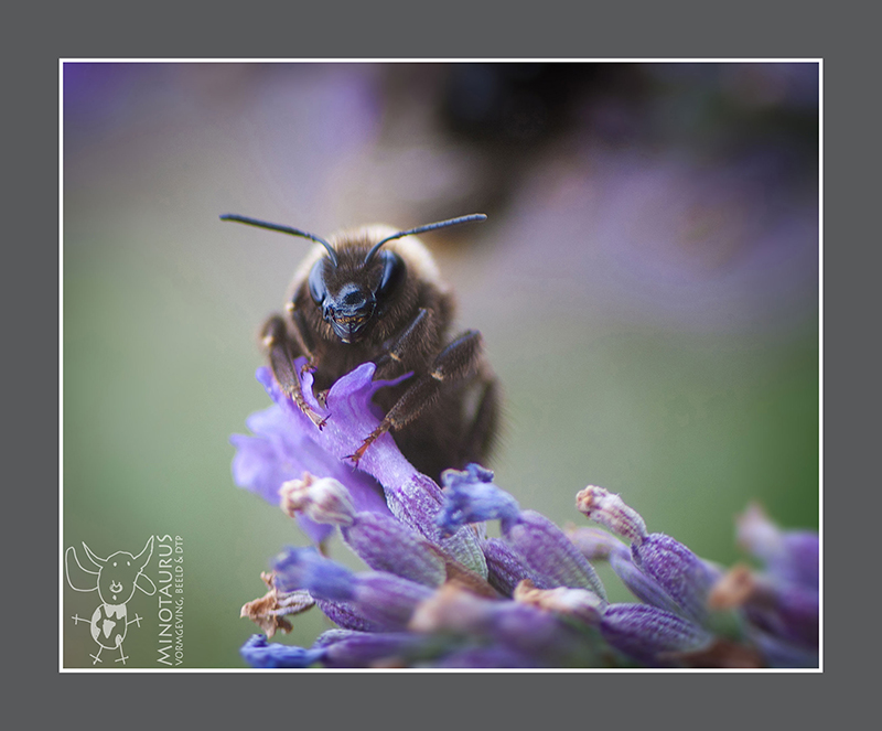 Minotaurus_Bij op lavendel