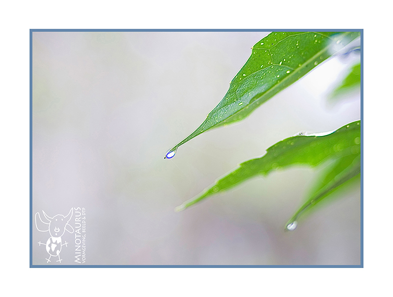 Minotaurus_Druppel_Blad