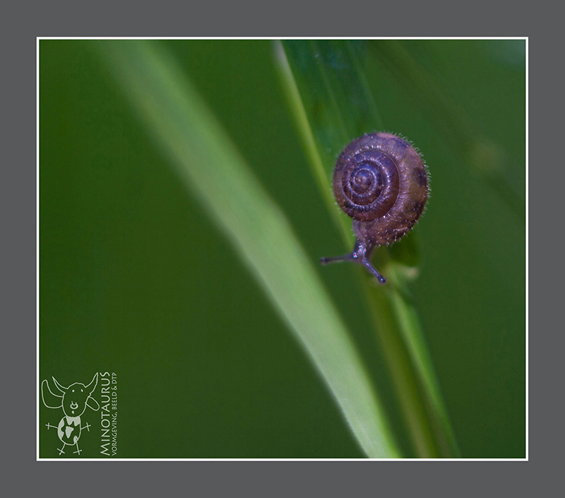 Minotaurus_Jonge slak op grasspriet