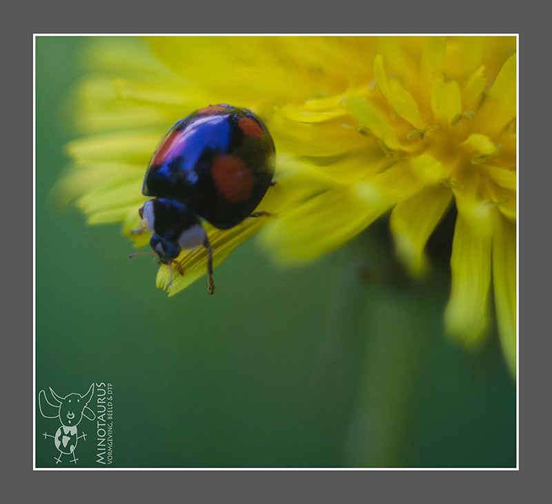 Minotaurus_Lieveheersbeestje