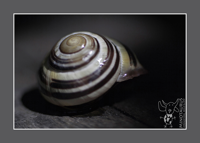 Minotaurus_Slakkenhuis