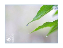 Minotaurus_Druppel_Blad