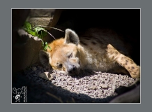 Minotaurus_Hyena