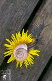 Minotaurus_Slak_Paardebloem