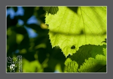 Minotaurus_Vlieg op blad