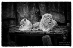Minotaurus-Fotografie-Aziatische-leeuwen