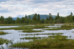 Minotaurus_Hardangervidda2