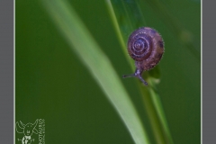 Minotaurus_Jonge slak op grasspriet