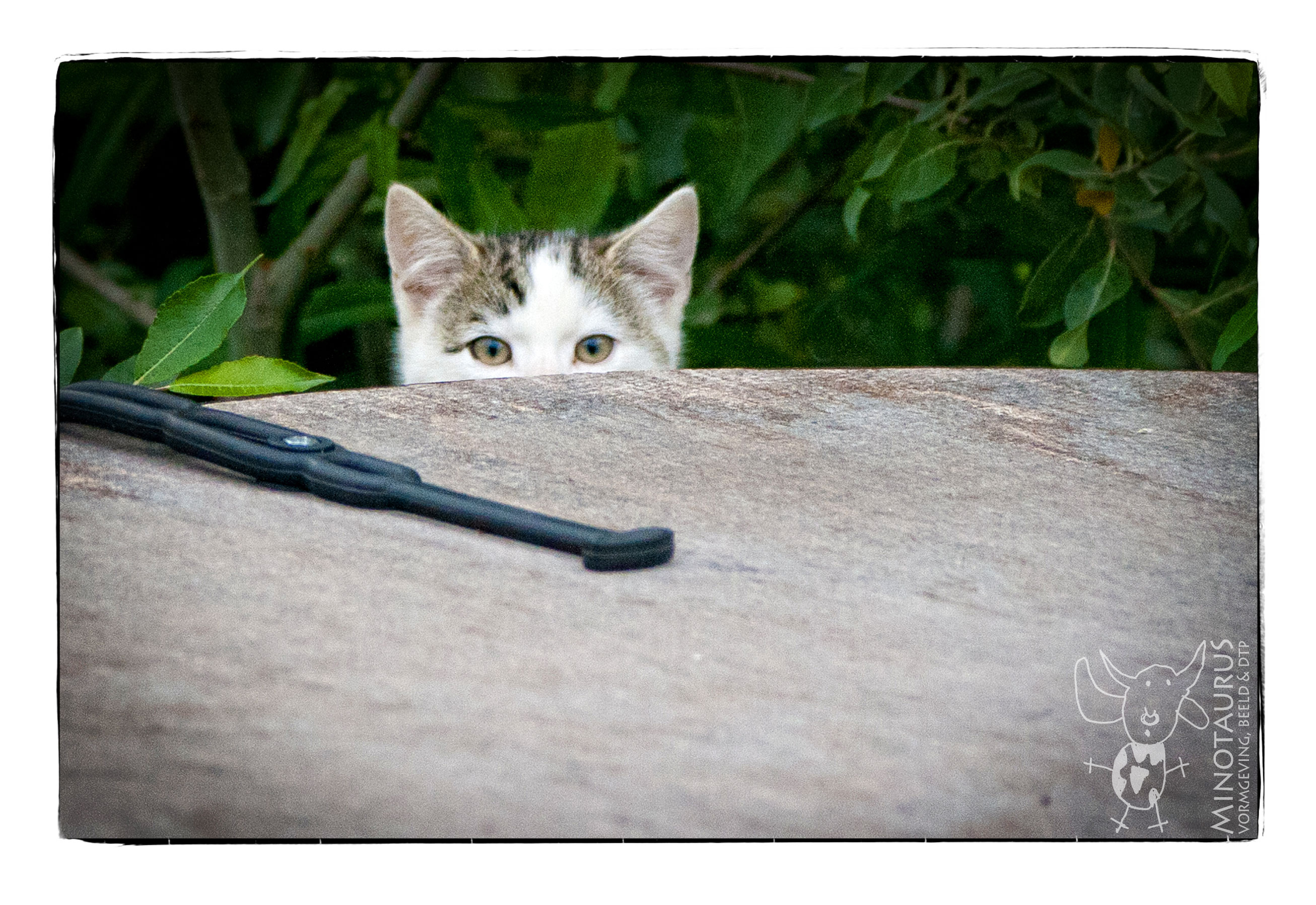 Minotaurus_KITTEN