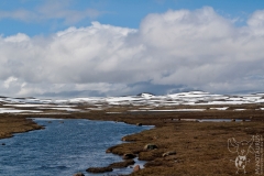 Minotaurus_Hardangervidda