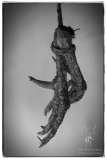 Minotaurus-Fotografie-Hanepoot