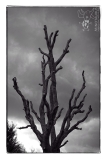 Minotaurus_Untitled Dode boom